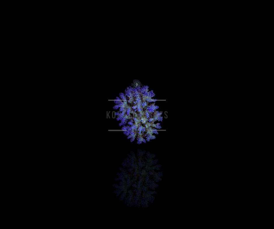 Acropora Nana